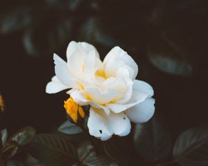 Preview wallpaper rose, bud, white, petals, bush, garden