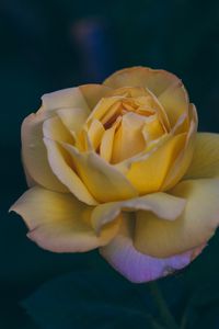 Preview wallpaper rose, bud, yellow, petals