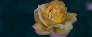 Preview wallpaper rose, bud, yellow, petals