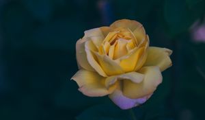 Preview wallpaper rose, bud, yellow, petals