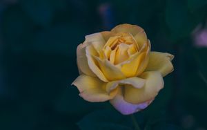 Preview wallpaper rose, bud, yellow, petals