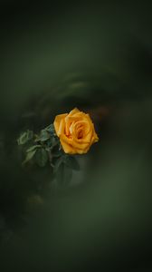 Preview wallpaper rose, bud, yellow, blur, garden, green