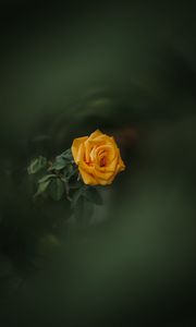 Preview wallpaper rose, bud, yellow, blur, garden, green