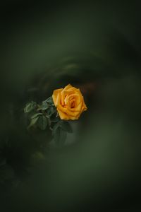 Preview wallpaper rose, bud, yellow, blur, garden, green