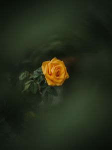 Preview wallpaper rose, bud, yellow, blur, garden, green