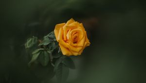 Preview wallpaper rose, bud, yellow, blur, garden, green