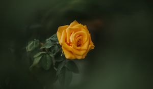 Preview wallpaper rose, bud, yellow, blur, garden, green