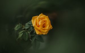 Preview wallpaper rose, bud, yellow, blur, garden, green