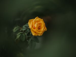 Preview wallpaper rose, bud, yellow, blur, garden, green