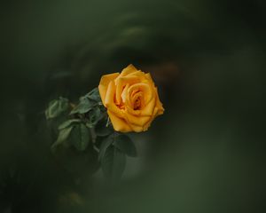 Preview wallpaper rose, bud, yellow, blur, garden, green