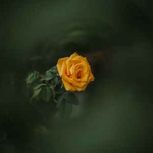 Preview wallpaper rose, bud, yellow, blur, garden, green
