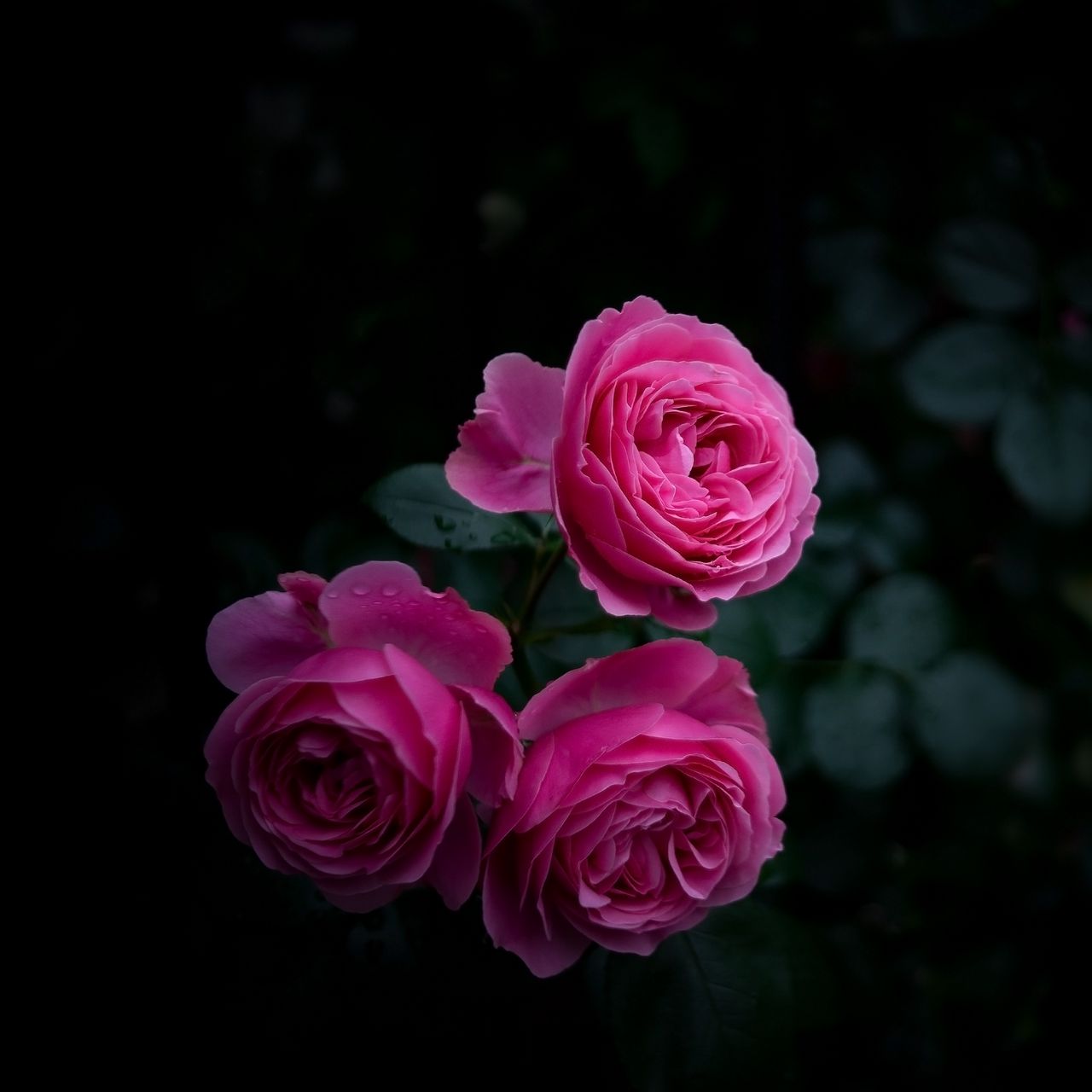 1280x1280 Wallpaper rose, buds, bush, garden, pink