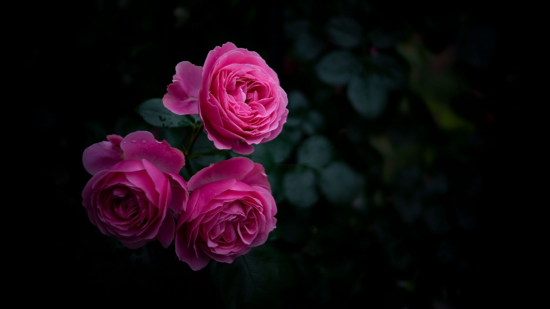 1920x1080 Wallpaper rose, buds, bush, garden, pink
