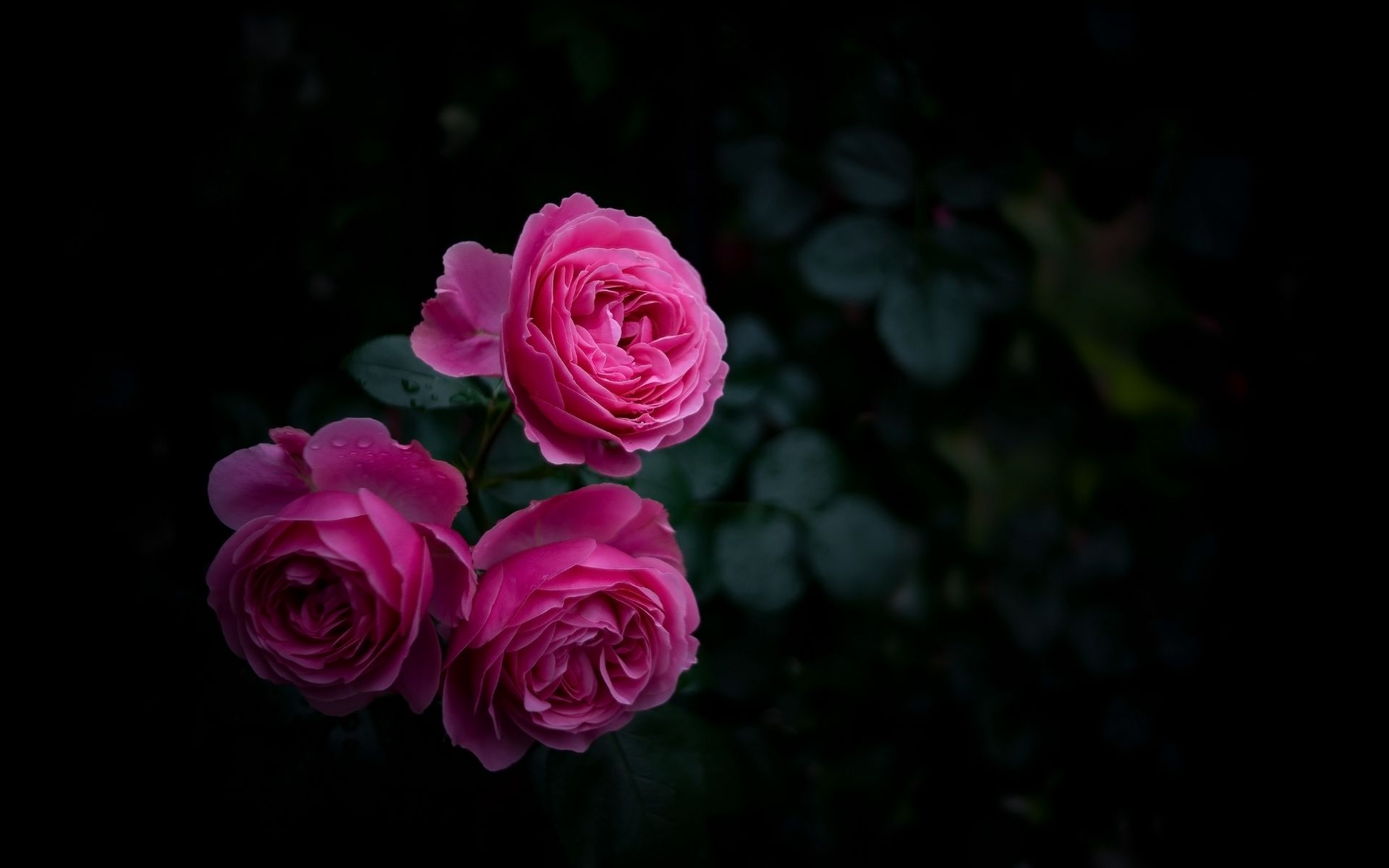 1920x1200 Wallpaper rose, buds, bush, garden, pink