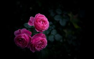 Preview wallpaper rose, buds, bush, garden, pink