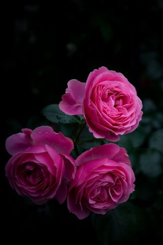 320x480 Wallpaper rose, buds, bush, garden, pink