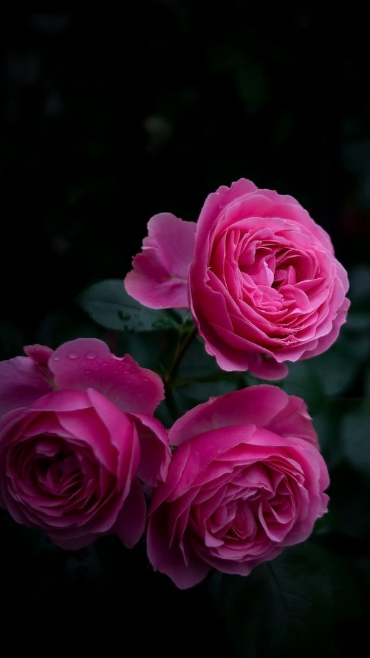 540x960 Wallpaper rose, buds, bush, garden, pink