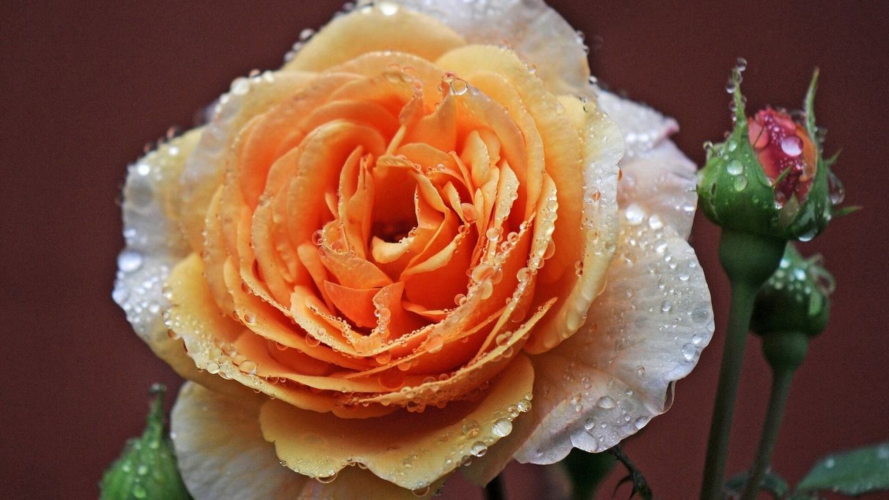 Wallpaper rose, buds, close-up, dew, drops