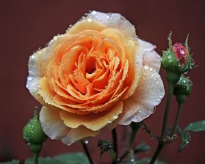 Preview wallpaper rose, buds, macro, dew, drops