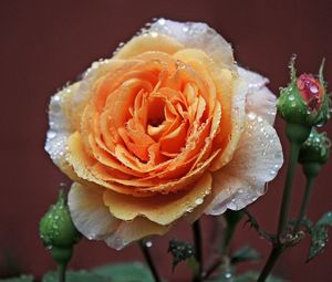 Preview wallpaper rose, buds, macro, dew, drops