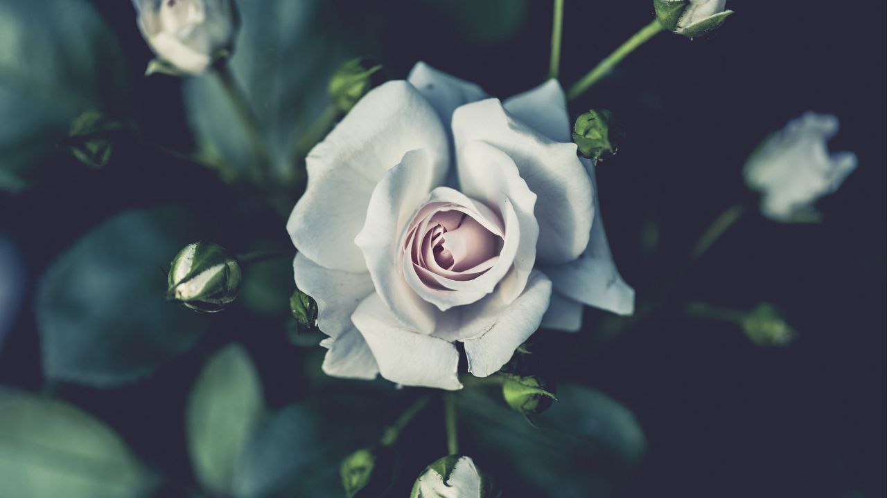 Wallpaper rose, buds, petals, white