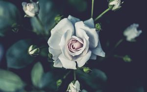 Preview wallpaper rose, buds, petals, white