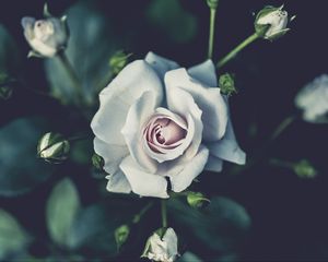 Preview wallpaper rose, buds, petals, white