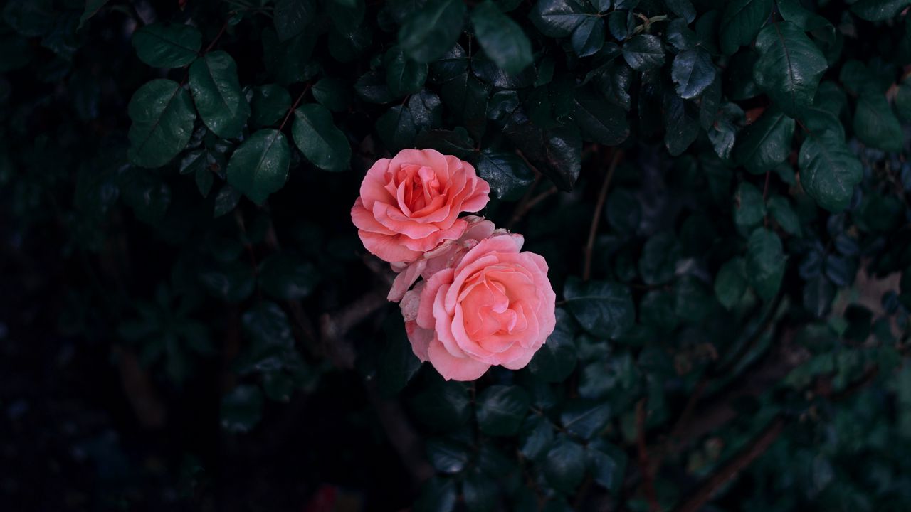 Wallpaper rose, buds, pink, bush, leaves