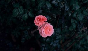 Preview wallpaper rose, buds, pink, bush, leaves