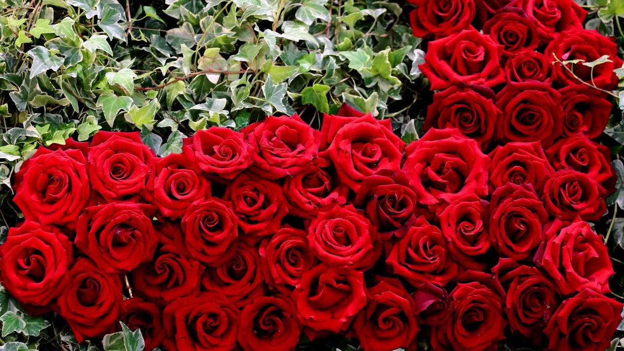 Wallpaper rose, buds, red, heart, herbs