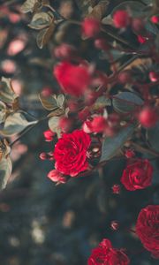 Preview wallpaper rose, bush, bloom, garden, red, blur