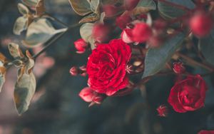 Preview wallpaper rose, bush, bloom, garden, red, blur