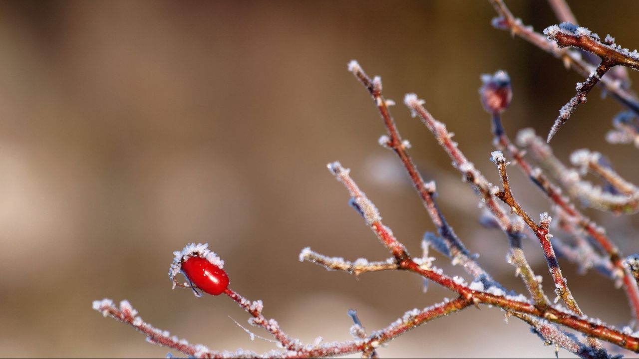 Wallpaper rose, bush, branch, winter, ice