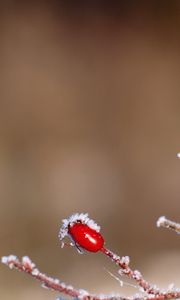 Preview wallpaper rose, bush, branch, winter, ice