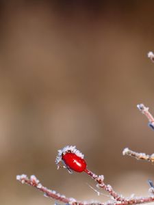 Preview wallpaper rose, bush, branch, winter, ice