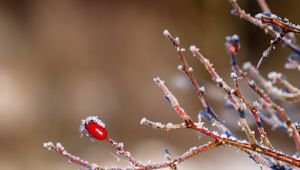 Preview wallpaper rose, bush, branch, winter, ice