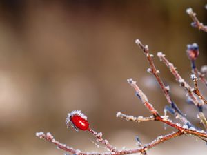 Preview wallpaper rose, bush, branch, winter, ice