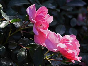 Preview wallpaper rose, bush, branches, leaves, buds