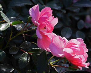 Preview wallpaper rose, bush, branches, leaves, buds