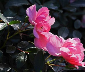 Preview wallpaper rose, bush, branches, leaves, buds