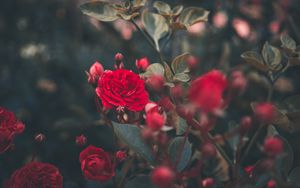 Preview wallpaper rose, bush, bud, red, garden