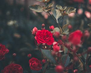 Preview wallpaper rose, bush, bud, red, garden