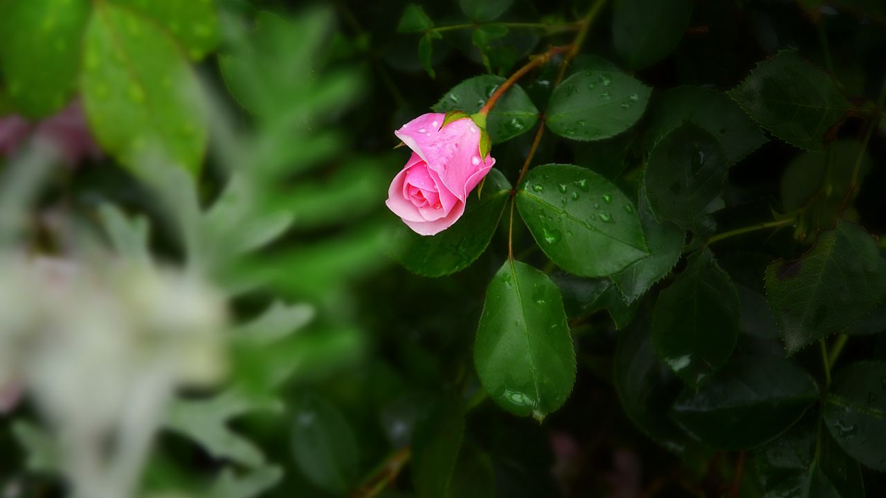 Wallpaper rose, bush, flower, bud, drops