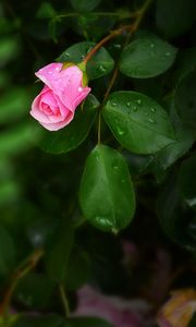 Preview wallpaper rose, bush, flower, bud, drops