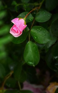 Preview wallpaper rose, bush, flower, bud, drops
