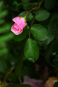 Preview wallpaper rose, bush, flower, bud, drops