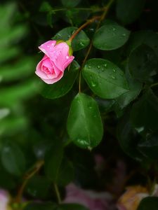 Preview wallpaper rose, bush, flower, bud, drops
