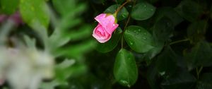 Preview wallpaper rose, bush, flower, bud, drops