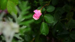 Preview wallpaper rose, bush, flower, bud, drops