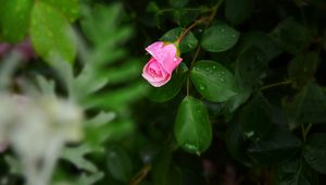 Preview wallpaper rose, bush, flower, bud, drops